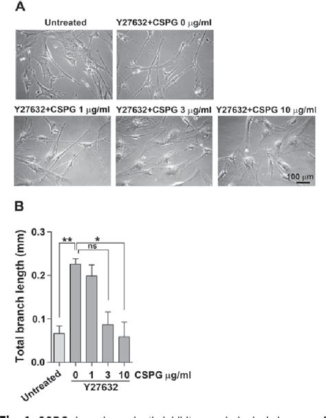 Figure From A Rock Inhibitor Blocks The Inhibitory Effect Of