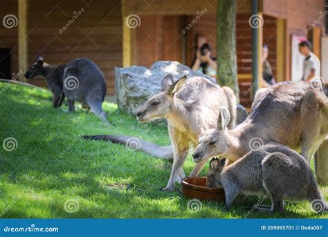 Australian Kangaroo is in the Zoo Habitat Stock Image - Image of plant ...