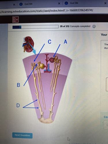 Kidney And Fluids And Electrolytes Flashcards Quizlet