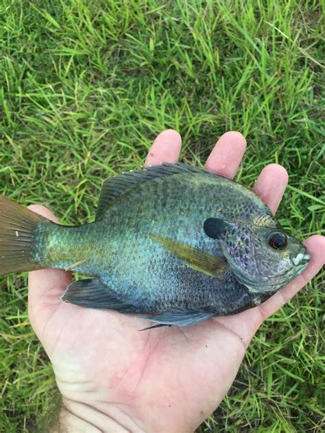 Coppernose Bluegill Guide To Fish Of Calhoun County Alabama · Inaturalist