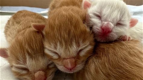 My Cat Giving Birth To 5 Healthy Kitten Pregnancy Signs Tips And More