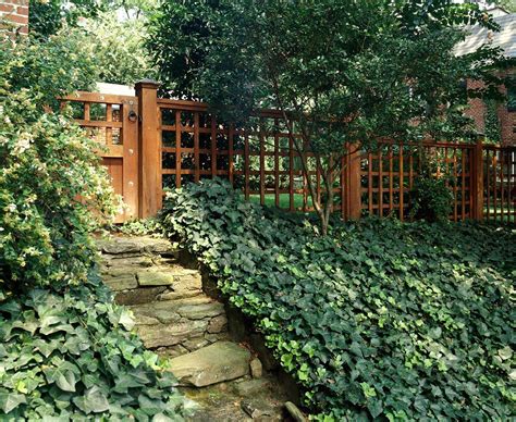 English Ivy Shade Garden Garden Vines Ground Cover Plants