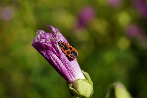 Fire Bug Insekt Blume Geflügeltes Kostenloses Foto auf Pixabay