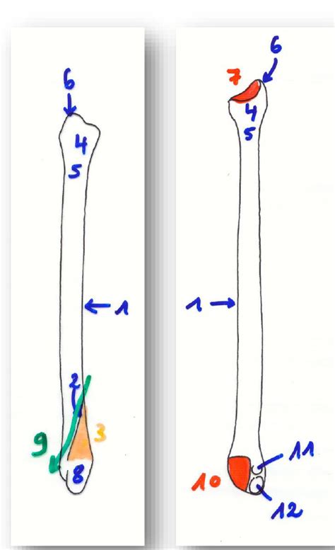 Fibula Diagram Quizlet