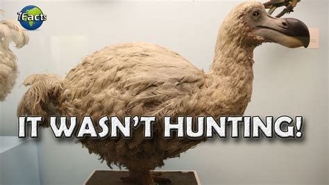 Why The Dodo Went Extinct Youtube