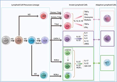 Frontiers Pleiotropic Role And Bidirectional Immunomodulation Of