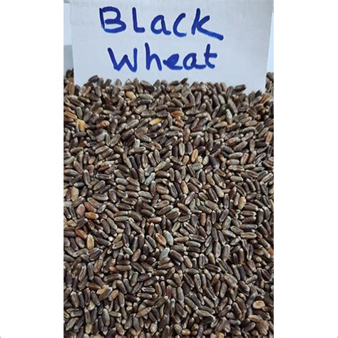 Organic Black Wheat at Best Price in Indore, Madhya Pradesh | Ashish ...