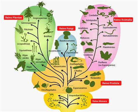 Biologia Sistemática classificação dos seres vivos