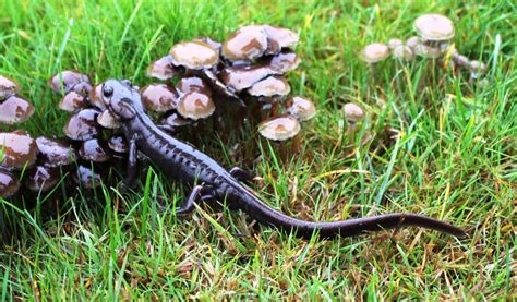 The Northwestern Brown Salamander « NORTHWEST WILDLIFE ONLINE