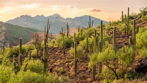 Tonto National Forest Camping Guide - Beyond The Tent