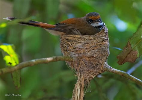 June Ebirder Of The Month Challenge Ebird Australia