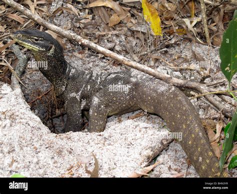 Goulds Monitor Lizard Hi Res Stock Photography And Images Alamy