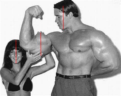 Arnold Schwarzenegger Biceps Size