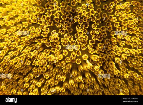 Flor de girasol Stock Photo - Alamy