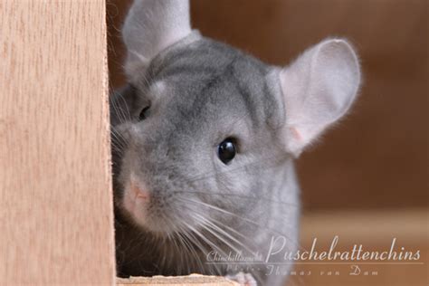 Random Pictures Of Chinchillas Chinchilla Photo 24166738 Fanpop