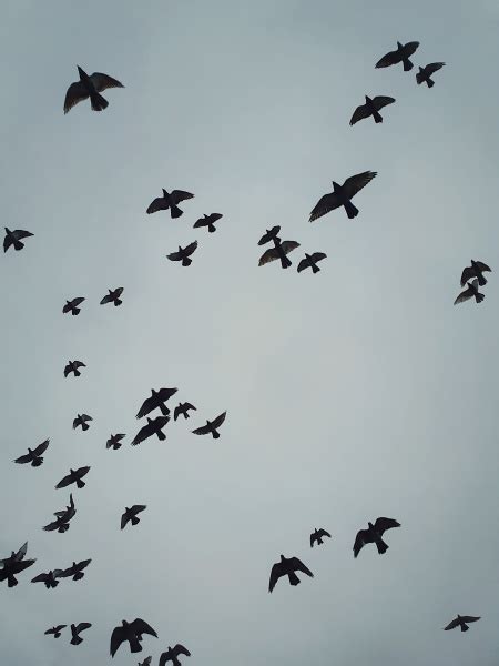 Flock Of Migratory Birds Flying Over Head Against The Lizenzfreies