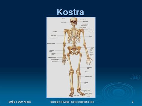 PPT BIOLOGIE ČLOVĚKA KOSTRA LIDSKÉHO TĚLA PowerPoint Presentation