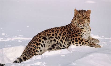 How fast are Amur leopards? And 9 other Amur leopard facts | Stories | WWF