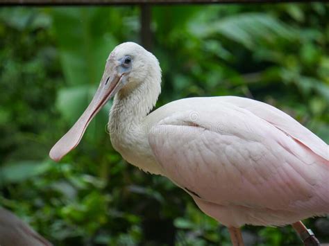 Roseate Spoonbill Platalea Ajaja Is A Gregarious Wading Bird Of The