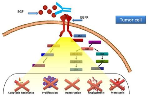 古巴肺癌疫苗——第一代疫苗cimavax Egf肿瘤最新技术新浪博客