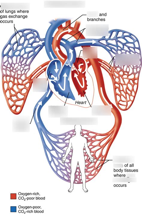 Chapter 19 Pulmonary And Systemic Circuit Diagram Quizlet