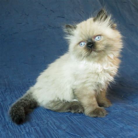 Himalayan kitten. Seal point male. Morning Light Farm | Kittens cutest, Himalayan kitten ...