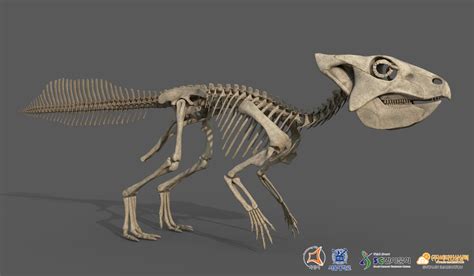 Vitamin Imagination - Koreaceratops hwaseongensis skeleton life size