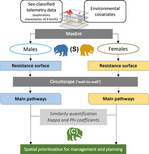 Scheme Of The Designed Methodological Framework S Sex Specific