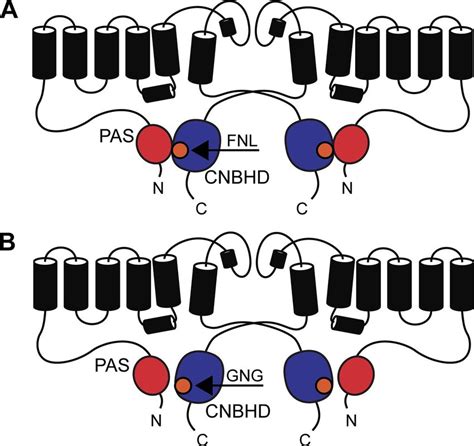 Schematic Of Herg Channel Pas Cnbhd Interaction And Role Of The