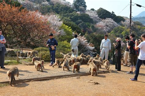 Arashiyama Monkey Park - Inside Kyoto