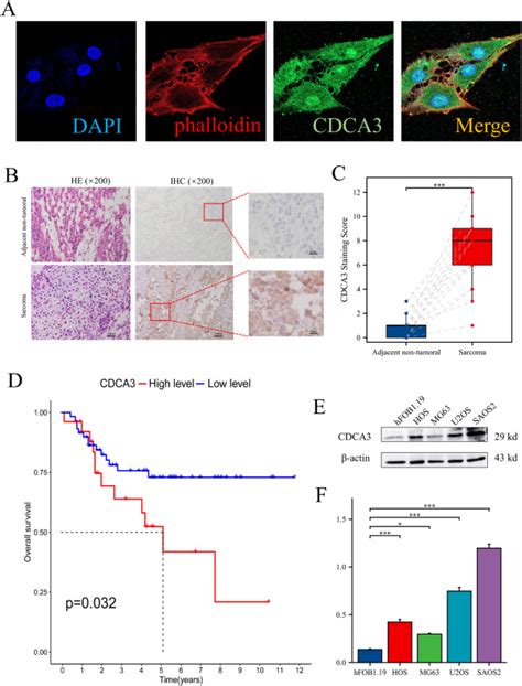 Comprehensive Bioinformatics Analysis And Cell Line Experiments