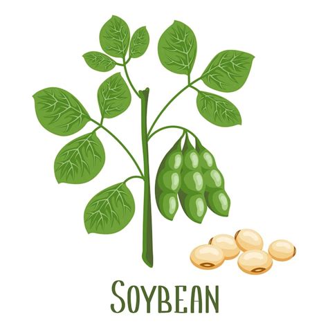 Premium Vector Soybeans Soybean Plant With Soybeans In Pods Food