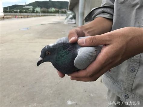 撿了一隻賽鴿，腳上的足環號讓人看不懂 每日頭條