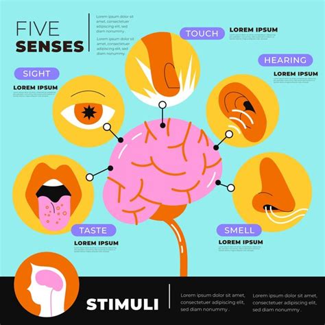 Infograf A De Los Sentidos Dibujada A Mano Vector Gratis