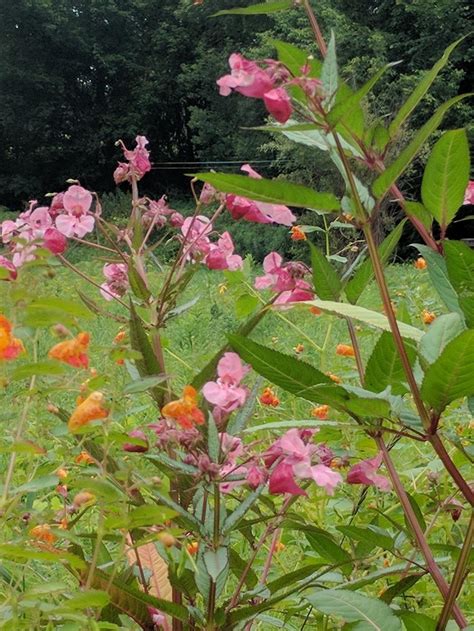 Tall Plant Pink Flowers In The Plant Id Forum