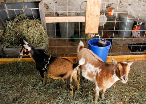 set   heated automatic livestock watering system
