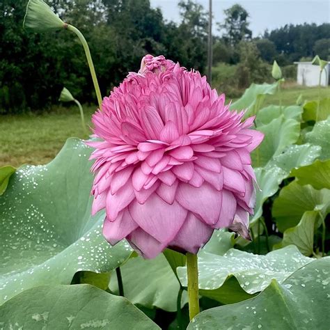 Earth Hopper Aquatic Plant Pink Thousand Petals Lotus Nelumbo Nucifera