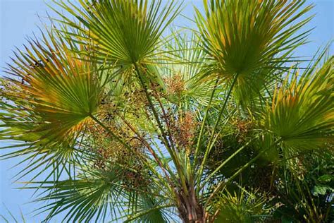 Paurotis Palm (Acoelorrhaphe wrightii) - A Full Guide - EcoCation