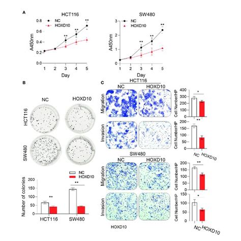 Hoxd10 Inhibited Cell Growth Colony Formation And Migration And