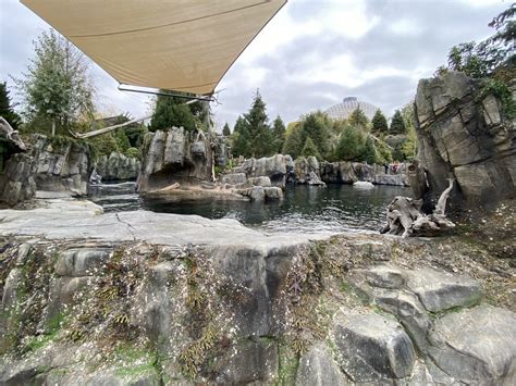 Owens Sea Lion Shores California Sea Lionharbor Seal Exhibit Zoochat