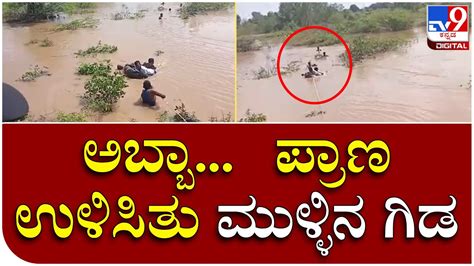 Flood ಕುಶಾವತಿ ನದಿಯಲ್ಲಿ ಕೊಚ್ಚಿ ಹೋಗ್ತಿದ್ದ ವ್ಯಕ್ತಿಯ ರಕ್ಷಣೆ Tv9 Kannada