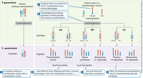 Genetics Final Flashcards Quizlet