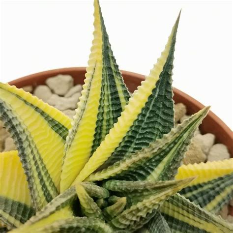 Haworthia Limifolia F Spiralis Variegata Cm Aloaceae Giromagi