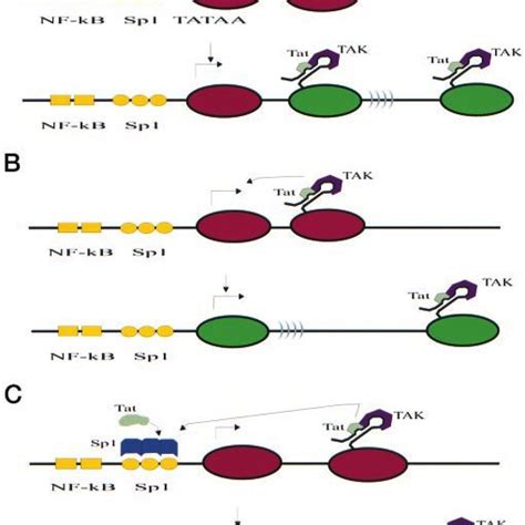 Physical Domains Of The 101 Amino Acid Hiv 1 Tat Protein Tat Can Be