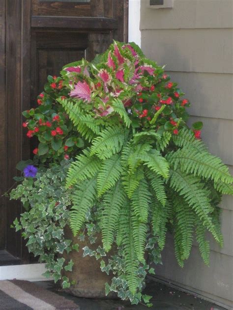 How To Grow Ferns Outdoors In Pots Home And Garden Reference