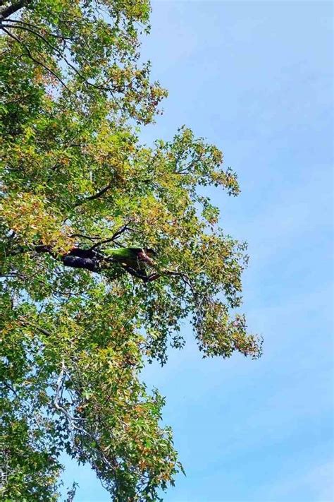 Tree Pruning Services - Tree Range Arborists