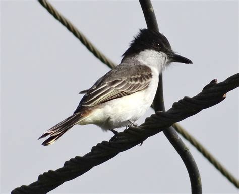 Loggerhead Kingbird – birdfinding.info