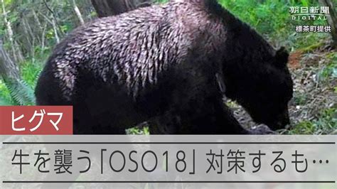 「むこうも生き物だから」牛襲うヒグマ「oso18」、見えぬ動き 動画：朝日新聞デジタル