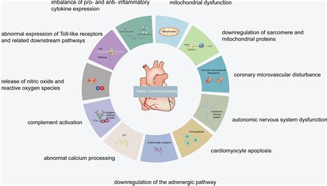 Frontiers Roles Of Lncrnas In Regulating Mitochondrial Dysfunction In