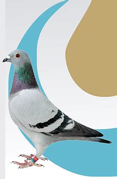 PNP Pigeon Pellets – Specialised Aquatic Feeds